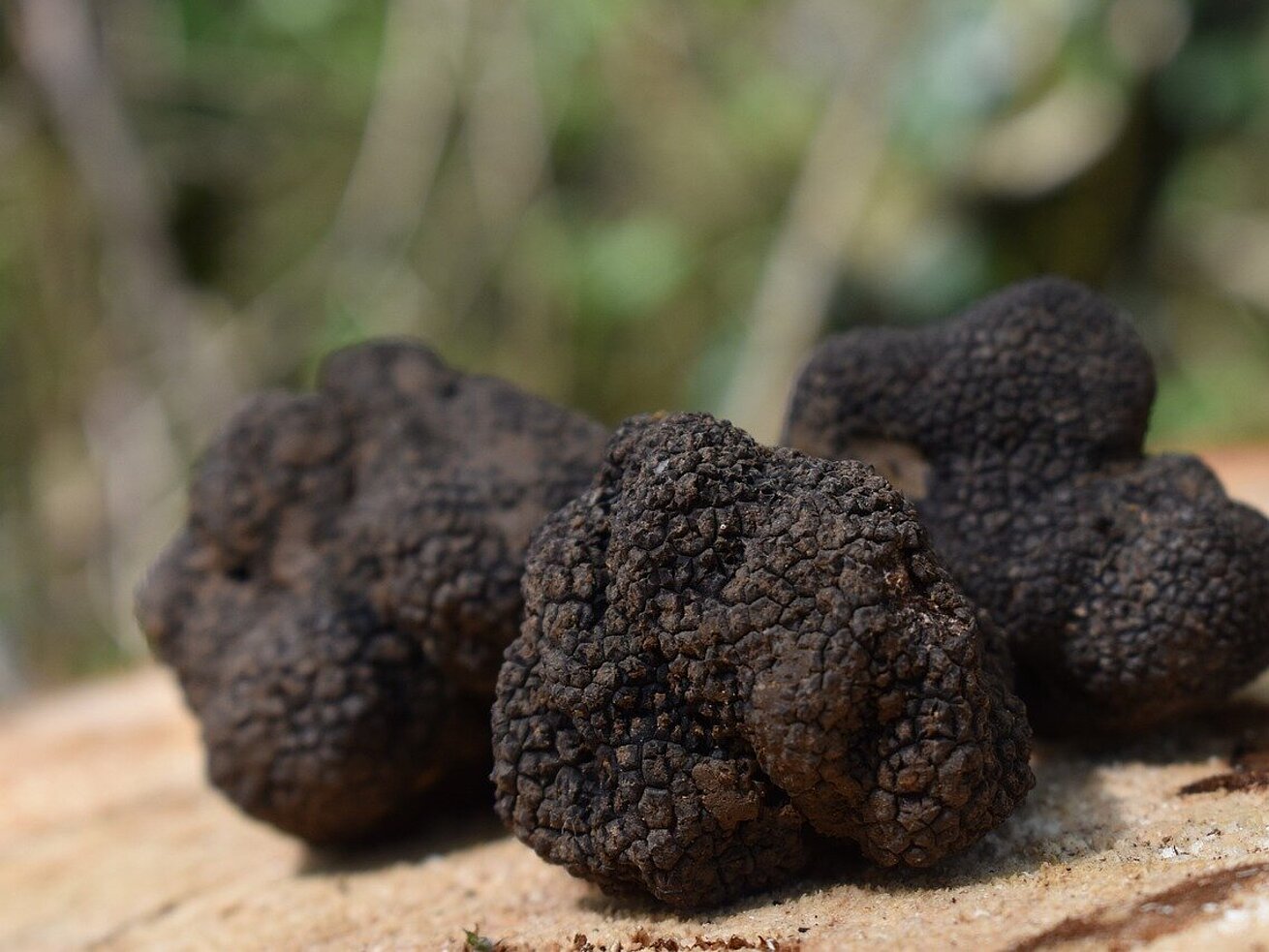 Trüffel Trüffel